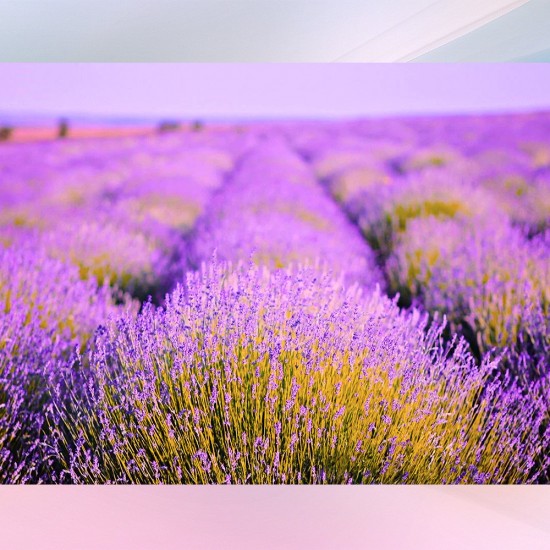 Lavanta Bahçeleri Salda Gölü