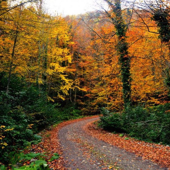 YENİCE IHLAMUR TERAS Göktepe_Yaylası/Bağbaşı_Yaylası